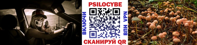 магазин    Макушино  Галлюциногенные грибы Psilocybine cubensis 